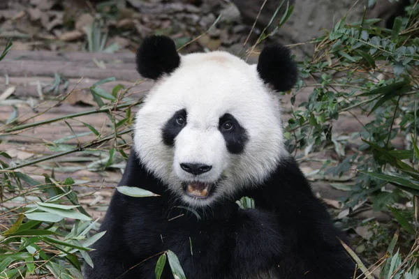 Aranyos Panda Portré Chengdu Panda Bázis Kína — Stock Fotó