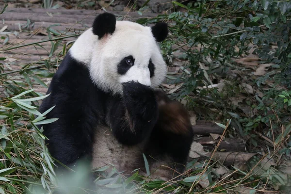 Portrét Roztomilé Pandy Základna Chengdu Panda Čína — Stock fotografie