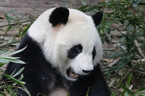 Portrét Roztomilé Pandy Základna Chengdu Panda Čína — Stock fotografie