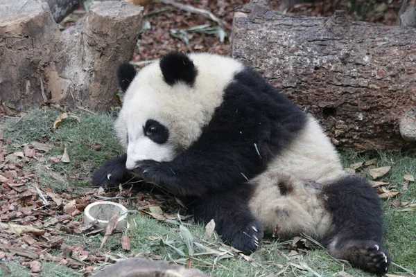 Close Happy Little Panda Pátio Verde Chengdu Panda Base China — Fotografia de Stock