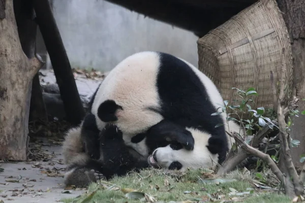 Matka Panda Její Cub Chengdu Panda Base Čína — Stock fotografie