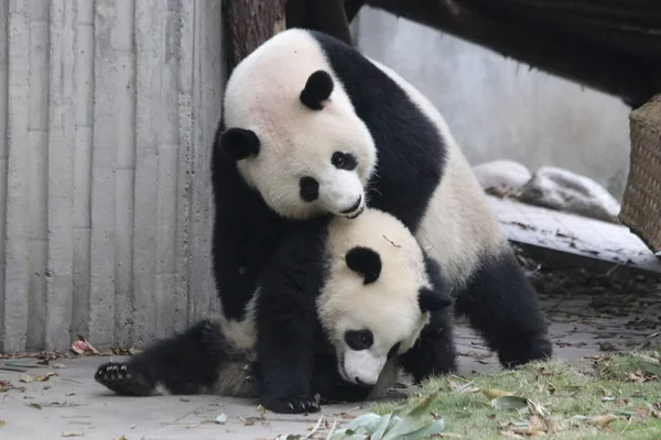 Panda Anya Kölyke Chengdu Panda Bázis Kína — Stock Fotó