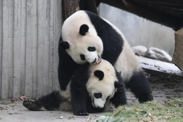 Anne Panda Yavrusu Chengdu Panda Üssü Çin — Stok fotoğraf