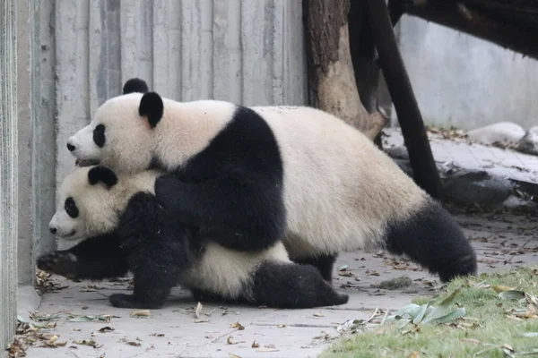 Matka Panda Jej Cub Chengdu Panda Base Chiny — Zdjęcie stockowe