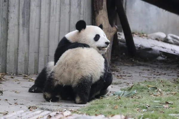 母パンダとその子クラブ 成都パンダ基地 — ストック写真