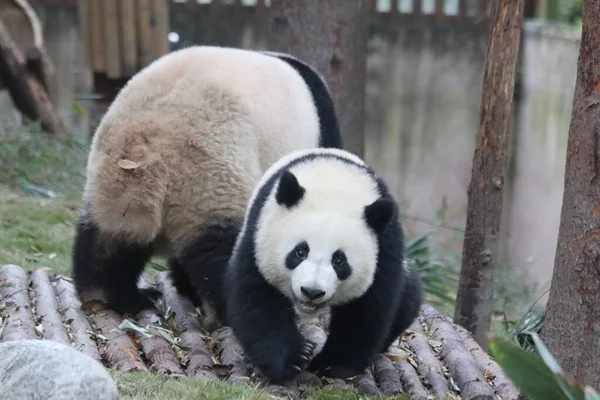 Mother Panda Her Cub Chengdu Panda Base China — Stock Photo, Image