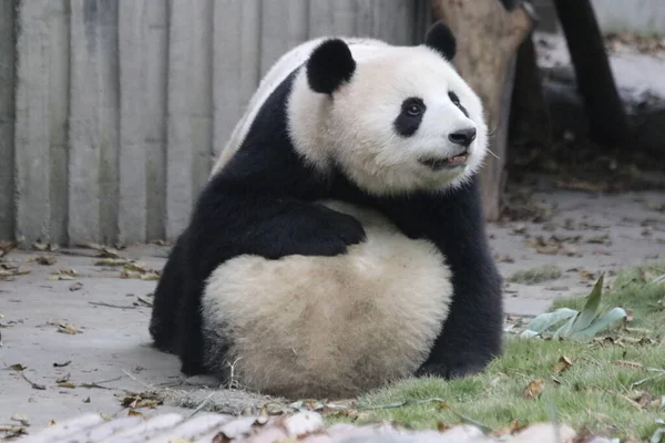 大熊猫妈妈和她的小宝宝 成都熊猫基地 — 图库照片