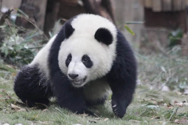 Zbliżenie Cute Little Panda Green Yard Chengdu Panda Base Chiny — Zdjęcie stockowe