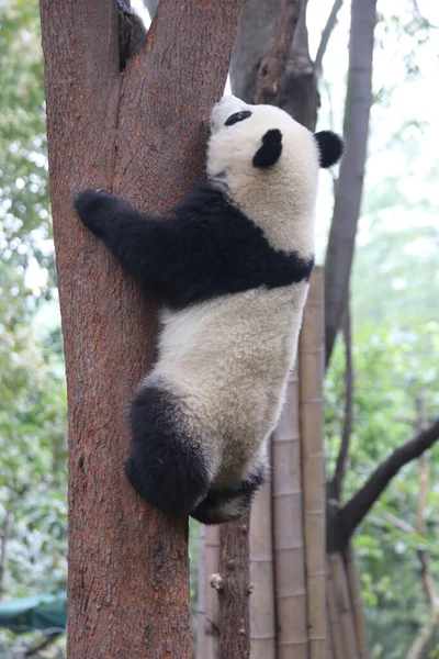 Kis Bolyhos Panda Felmászik Fára Chengdu Panda Bázis Kína — Stock Fotó