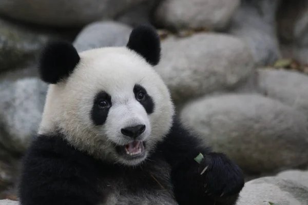Portrét Sweet Panda Chengdu Panda Base Čína — Stock fotografie