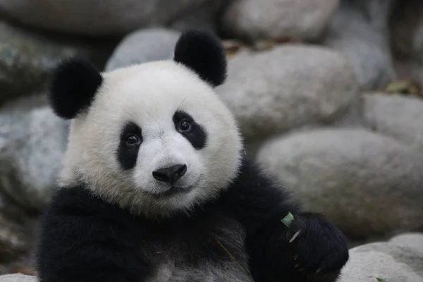 中国成都熊猫基地甜熊猫的肖像 — 图库照片