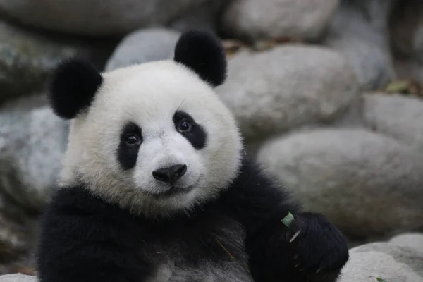 Édes Panda Portré Chengdu Panda Bázis Kína — Stock Fotó