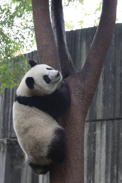 中国成都熊猫基地 一只毛茸茸的小熊猫正在爬上树 — 图库照片