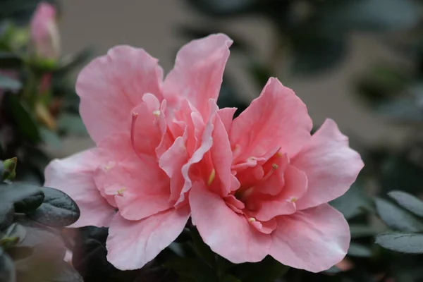 Close Blooming Pink Camelia — Fotografia de Stock