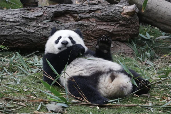 Carino Piccolo Panda Chengdu Panda Base Cina — Foto Stock