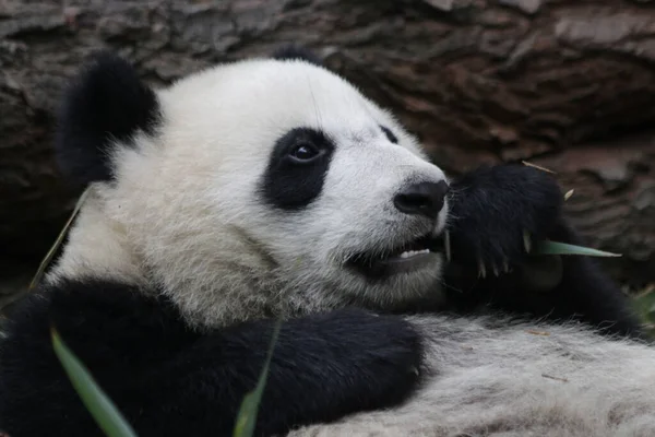 Roztomilá Malá Panda Chengdu Panda Base Čína — Stock fotografie