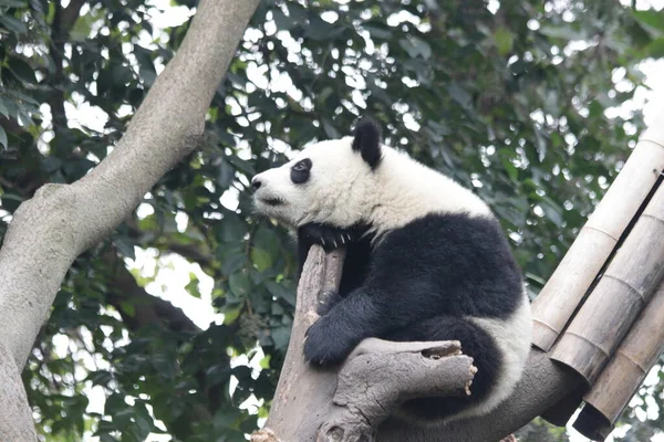 Close up Little panda on the Tree, Chengdu Panda Base, China