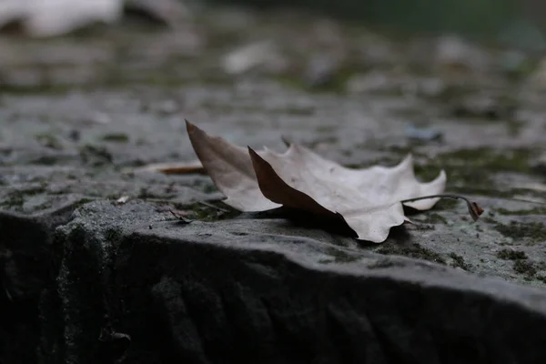 Chute Feuille Érable Séchée Sol Automne — Photo