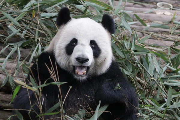 Funny Pose Panda Číně — Stock fotografie