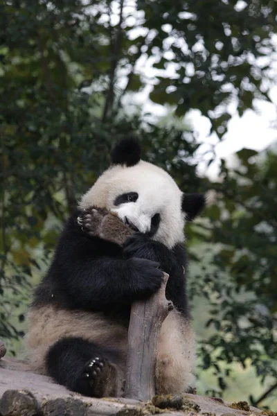 Lustige Pose Des Juckenden Pandas Knabbert Seinem Hinterbein — Stockfoto