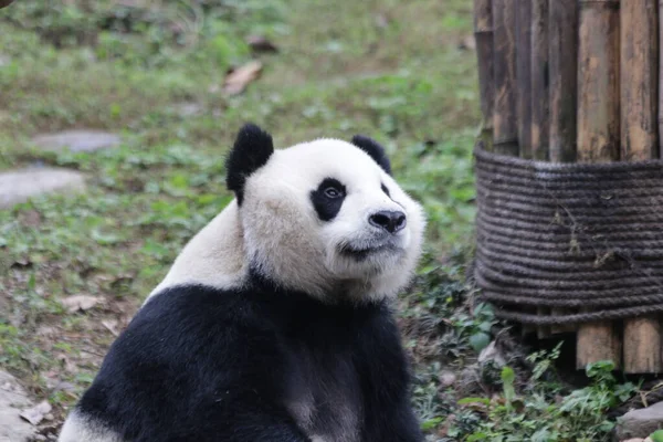 中国大熊猫乐园 三只腿熊猫名 — 图库照片
