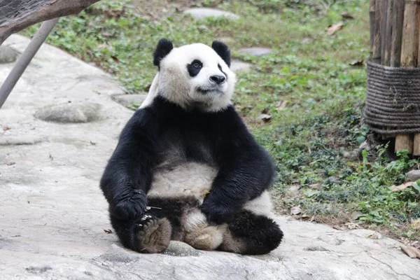 Nohy Panda Jméno Dai Čína Panda Paradise Čína — Stock fotografie
