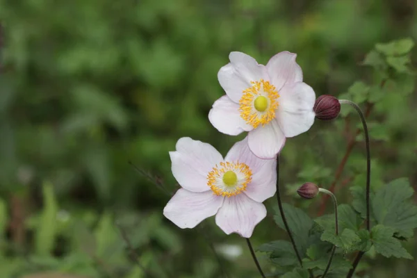 Bahar geliyor, Çiçek açan pembe çiçekler, Japon yüksük otu