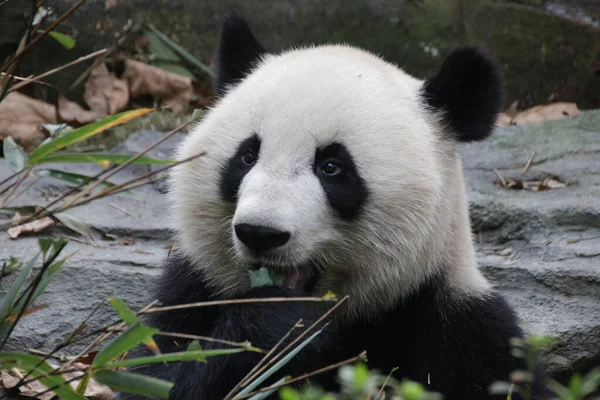 Chengdu Panda Üssü, Çin 'de pofuduk pandanın portresini kapatın.