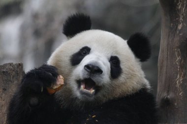 Tatlı Panda adını kapat, Mei Lan diğer adıyla Rou Rou, balkabağı yiyor.
