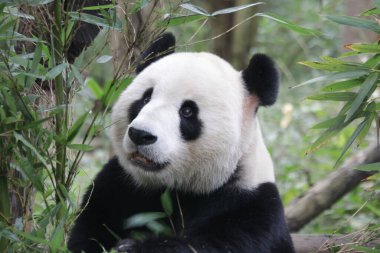 Close up Little Panda's Fluffy Face, Chengdu Panda Base, China