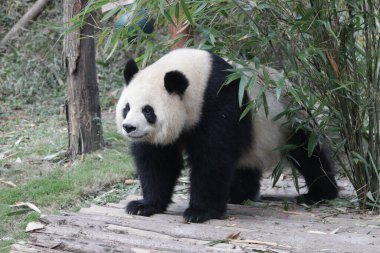 Dişi Panda, Yuan Run, Chengdu Panda Üssü, Çin