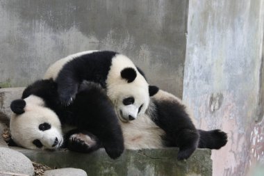 Panda Anne ve Yavrusu Chengdu Panda Üssü 'nün değerli anı.