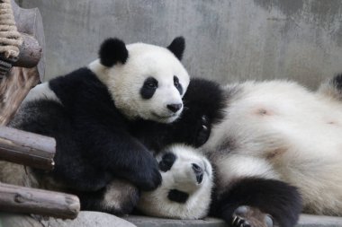 Panda Anne ve Yavrusu Chengdu Panda Üssü 'nün değerli anı.