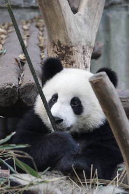 Şirin küçük panda bambu yemeyi öğreniyor, çok komik, Chengdu Panda Üssü, Çin