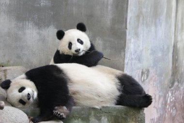 Panda Anne ve Yavrusu Chengdu Panda Üssü 'nün değerli anı.