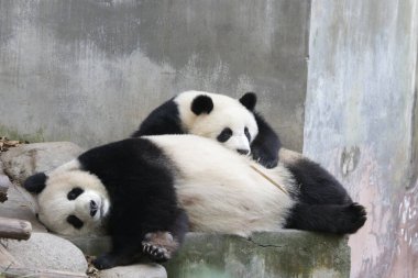 Panda Anne ve Yavrusu Chengdu Panda Üssü 'nün değerli anı.