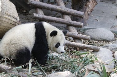 Little Panda exploring the green yard, Chengdu Panda Base, China