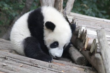 Little Panda exploring the green yard, Chengdu Panda Base, China