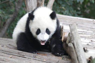 Cute Little Panda is playing with the hanging enrichment , Chengdu Panda Base, China
