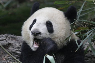 Funny pose of Giant Panda in Chengdu Panda Base, China