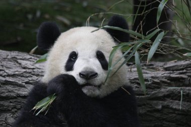 Giant Panda Eating Bamboo Leaves, Chengdu Panda Base, China