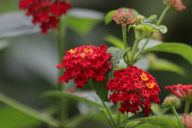 Kapatın Çiçekli Kırmızı Altın Kumaşı, Çit Çiçeği