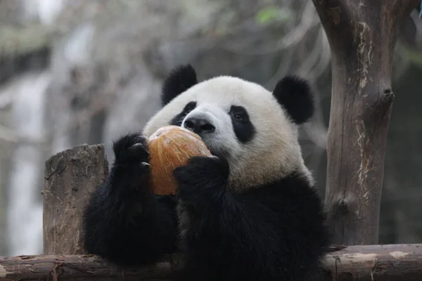 Nome Bonito Panda Rou Rou Comendo Abóbora China — Fotografia de Stock