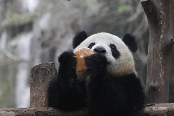Lindo Nombre Panda Rou Rou Comer Calabaza China — Foto de Stock