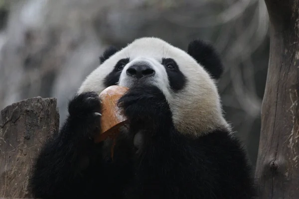 Bezár Édes Panda Név Mei Lan Más Néven Rou Rou — Stock Fotó