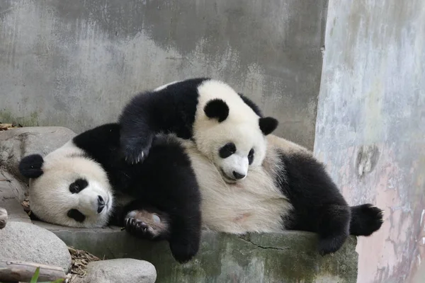 Panda Anne Yavrusu Chengdu Panda Üssü Nün Değerli Anı — Stok fotoğraf