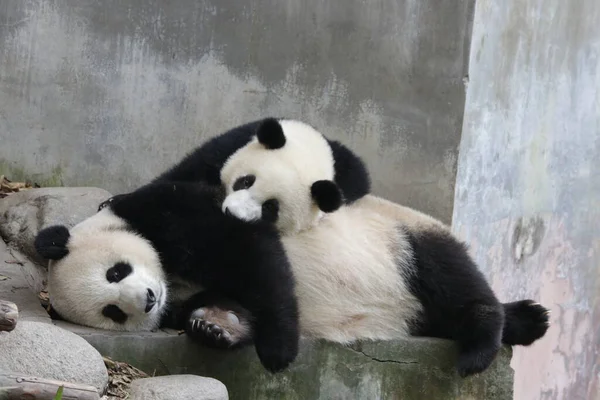 Momento Prezioso Madre Panda Del Suo Cucciolo Chengdu Panda Base — Foto Stock