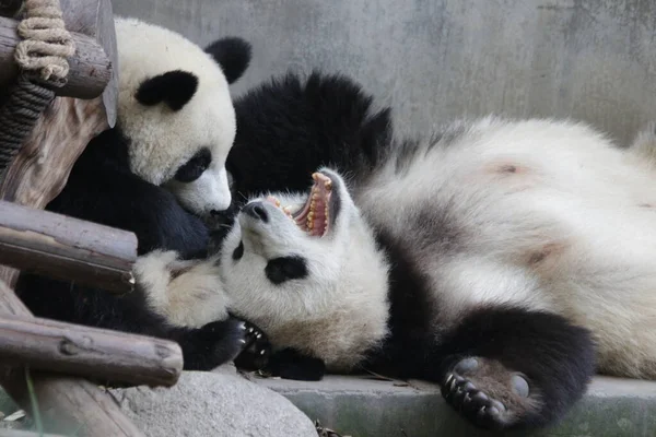 Vzácný Okamžik Matky Pandy Její Cub Chengdu Panda Base — Stock fotografie