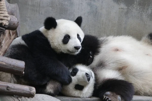 Precious Moment Mother Panda Her Cub Chengdu Panda Base — Stock Photo, Image