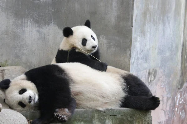 Precious Moment Mother Panda Her Cub Chengdu Panda Base — Stock Photo, Image